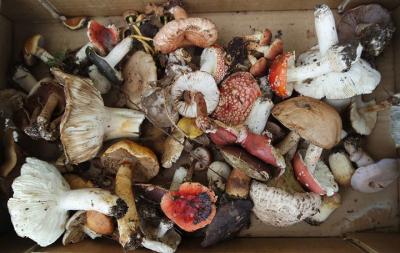 Il regno dei funghi vistita guidata Il regno dei funghi vistita guidata