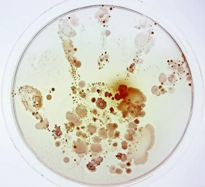 Cosa nasconde la mano di un bambino? - foto vincitrice del primo premio Cosa nasconde la mano di un bambino? - foto vincitrice del primo premio
